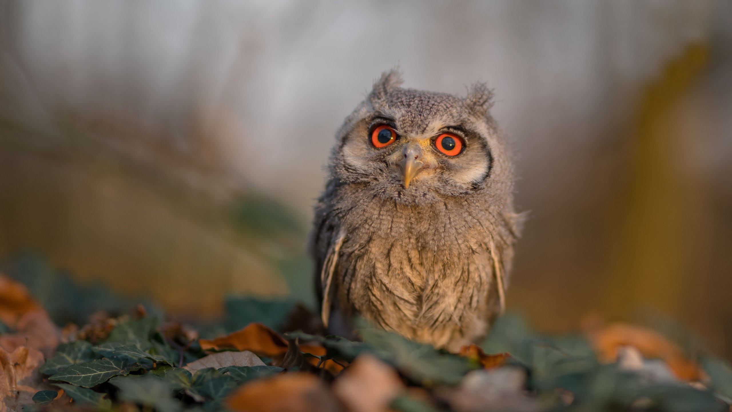 贝蒂斯黑夜里的光,努涅斯一球击碎威斯特法伦