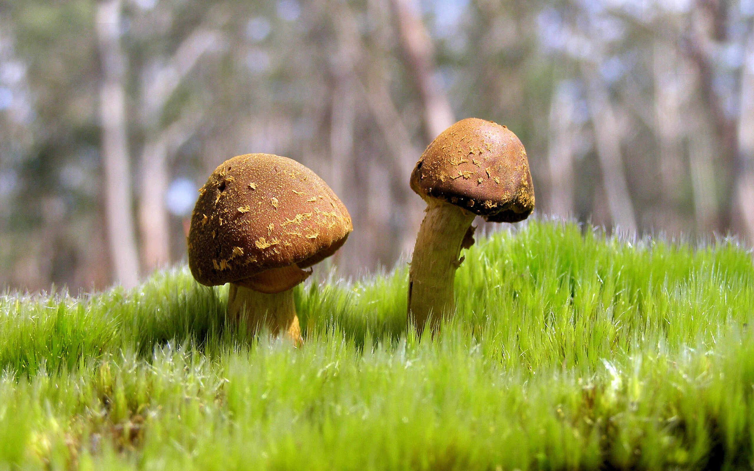 绝杀,救赎!步行者主场险胜黄蜂,米切尔的命运时刻