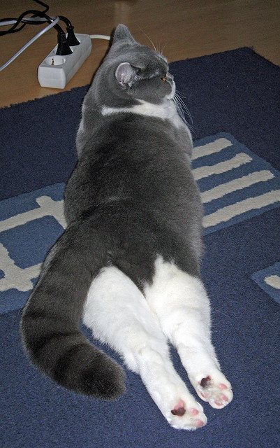 禁区守护神,欧冠淘汰赛之夜,阿劳霍全程高能输出