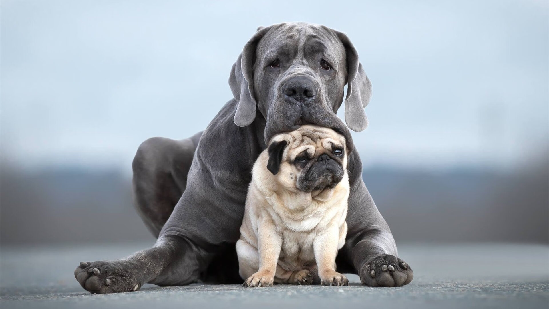 剑指天穹,本泽马于意甲焦点之夜,重写巨星法则