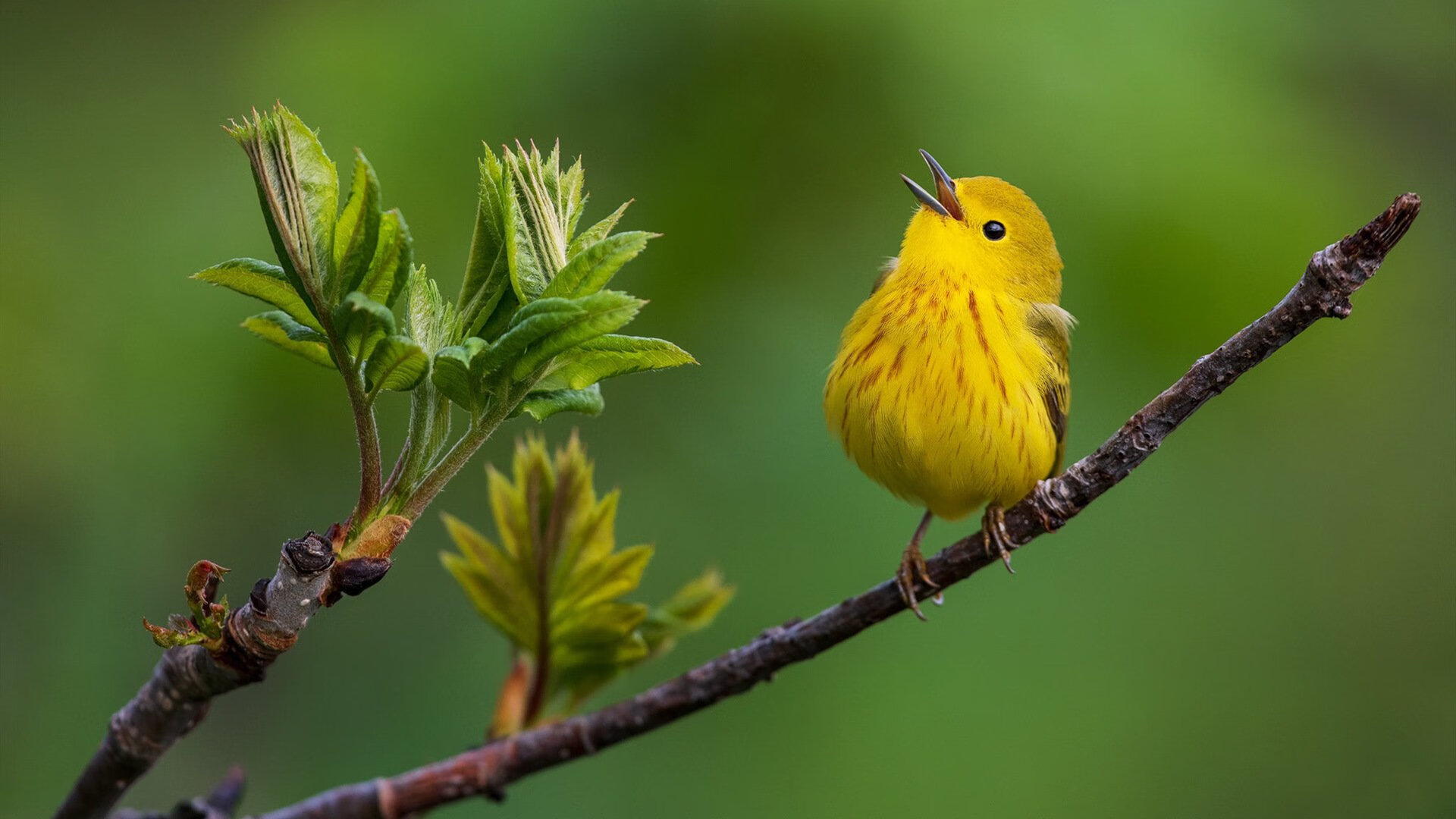 德甲争冠战之夜,班凯罗全场最佳无争议