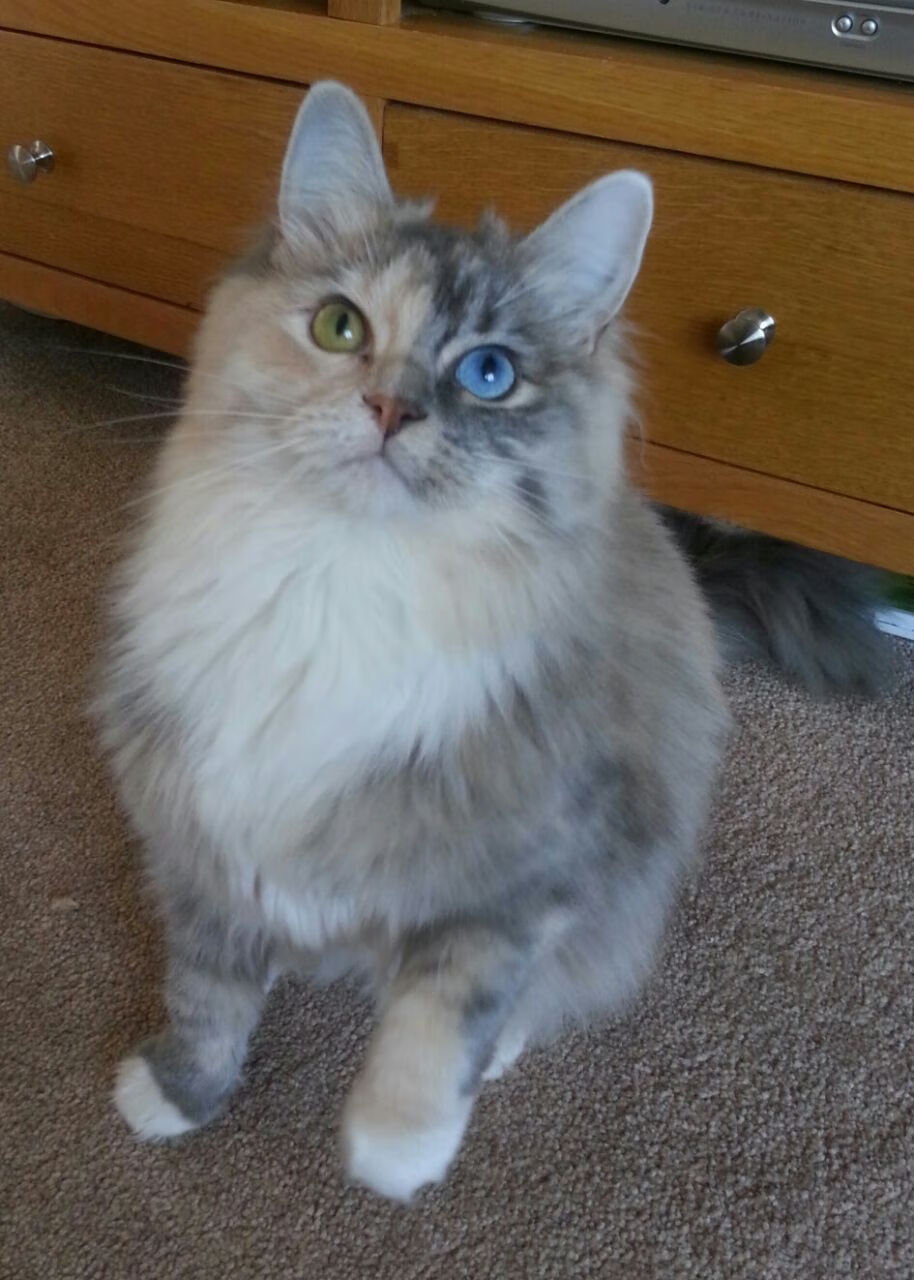 奥运周期焦点战,骑士强势终结新疆队,关键胜利引领征程