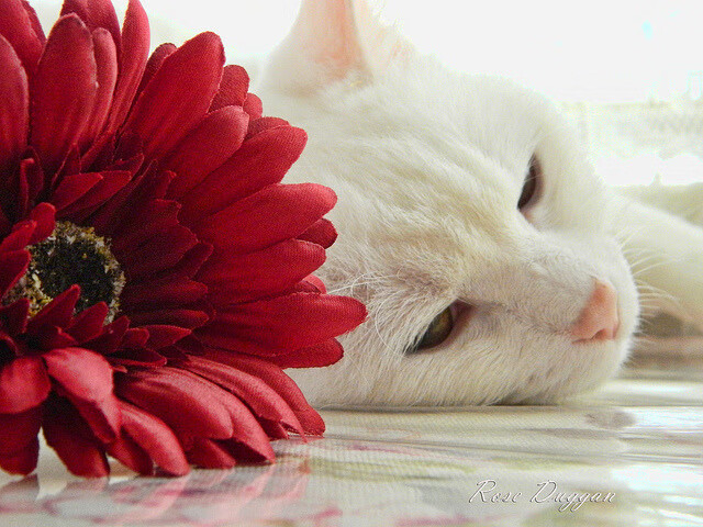 伊布之火,当足球巨人的灵魂在篮球场上点燃东决之战