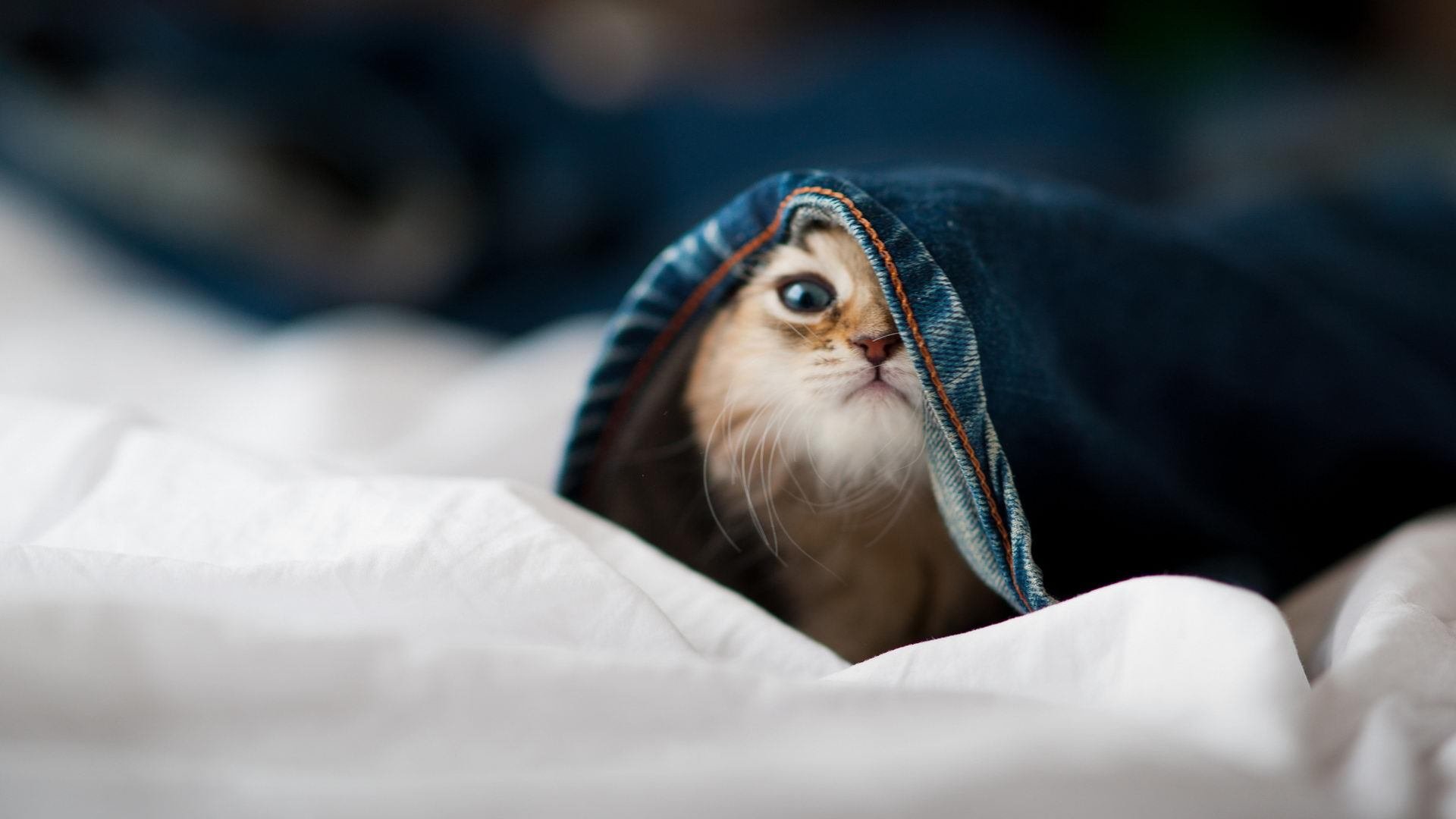 团队血性与个人神迹,接管比赛的双重变奏