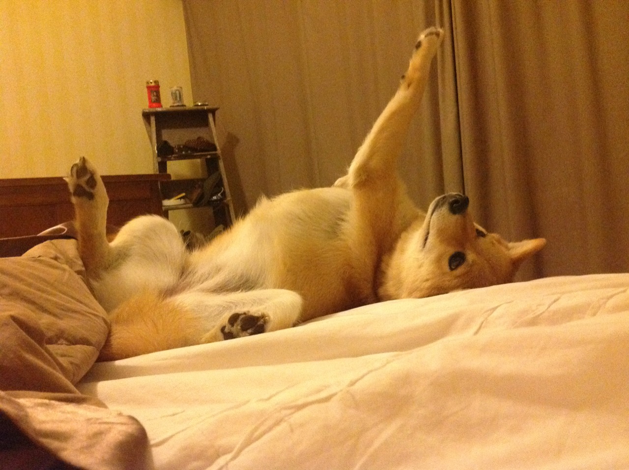 骑士捍卫主场，新星破茧，切特·霍姆格伦在重压下完成救赎之战