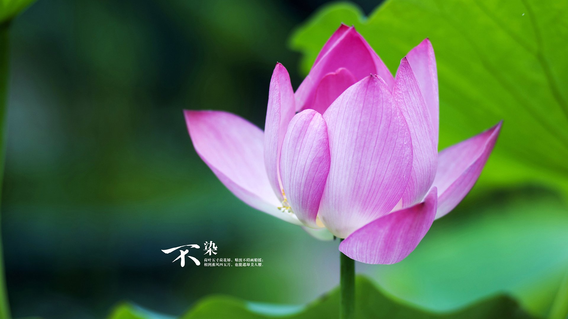 冰火对决与浓眉时刻,当淘汰赛遇上抢七,主宰者的诞生