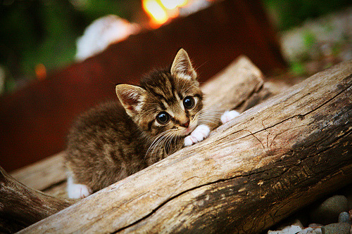 塔图姆的舞台魔法，当决胜时刻变成个人秀场，山西队徒留叹息