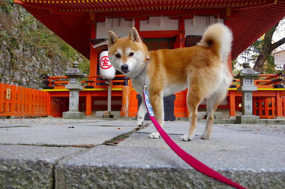 绝杀！奇迹在最后1秒降临 苏亚雷斯双响难救主，勒沃库森史诗逆转捍卫不败金身