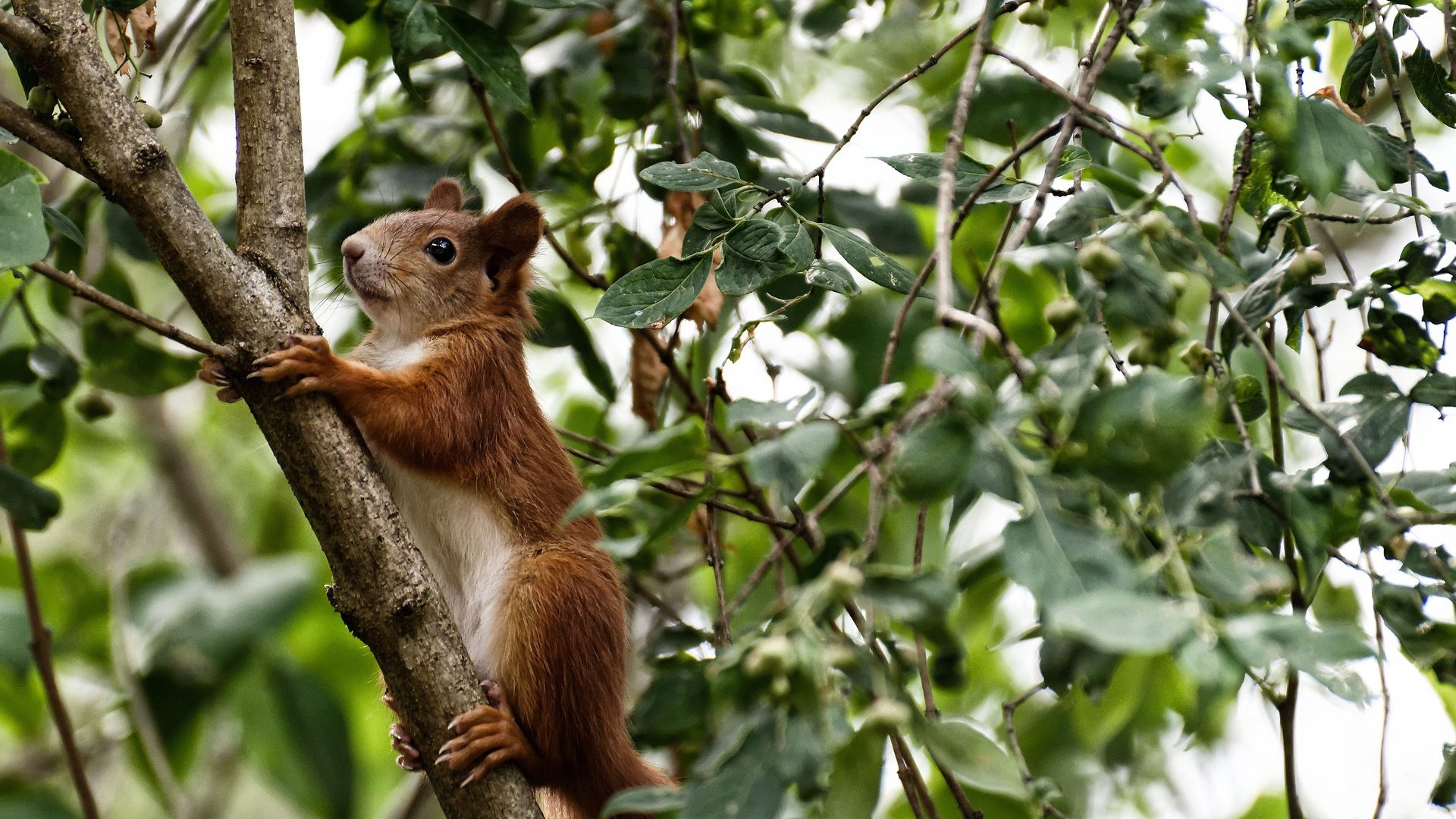 世界排名焦点战，伊拉克全面压制英格兰，排名争夺战再起波澜