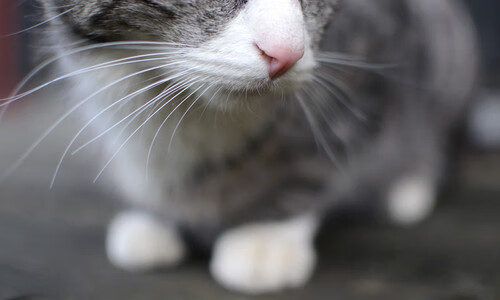 浓眉关键一柱擎天，尼克斯攻克雷霆主场