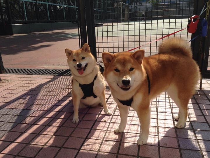 布伦森末节封神!史诗级逆转点燃欧冠半决赛之夜